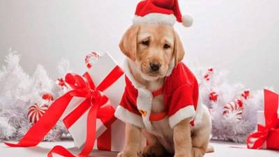 Una mascota es un regalo ideal para su hijo en navidad aprenda a quererlo y cuidarlo como un miembro de la familia.