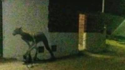 Imagen de la extraña criatura.