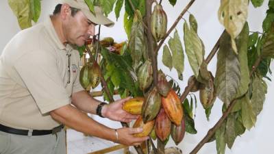 Un técnico revisa una plántula de cacao en las instalaciones de a Fhia en La Lima.