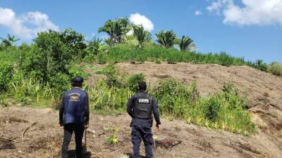 Autoridades de Honduras encontraron 4 manzanas de tierra en la que estaban cultivadas más de 10,000 plantas de marihuana.