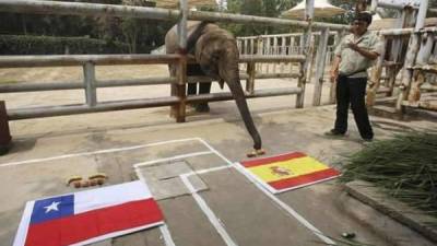 El paquidermo, sucesor del pulpo Paul, vive en un zoo de la provincia china de Shandong.