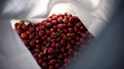 Fotografía que muestra frutos de la planta del café.