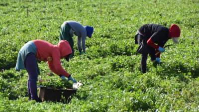 La modificación del programa también favorece a trabajadores que buscan cambiar de empleador y se encuentren en Estados Unidos y tengan un estatus H-2A válido. EFE