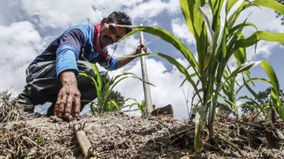 Productor de maíz de Lempira.