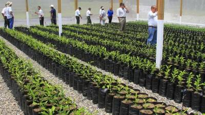 Autoridades en el recorrido en el vivero Buena Vista. Foto: Cristina Santos