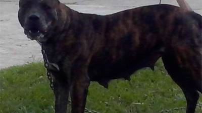 Perra pitbull decomisada en la Penitenciaria Marco Aurelio Soto en Támara, en Tegucigalpa.