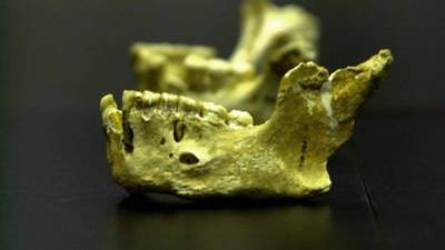 Vista de dos mandíbulas neandertales con la dentición casi completa. EFE/Archivo