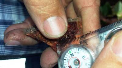 El nuevo gorgojo tiene un tamaño aproximado de 10 milímetros.