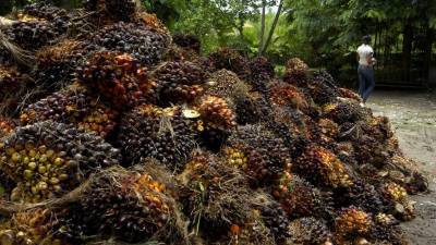 Hasta ahora, el sector de la palma ha recibido el 17% de los L1,500 millones asignados al fideicomiso de reactivación agrícola