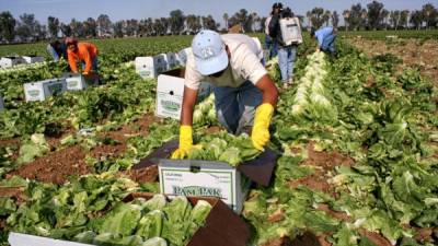 Foto de archivo de trabajadores del agro en California, Estados Unidos.