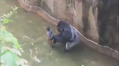 El gorila arrastró al niño alrededor del hábitat. Foto: youtube.
