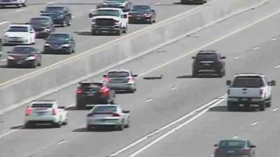 Los conductores respetaron a la familia de patos que cruzaba la autopista.