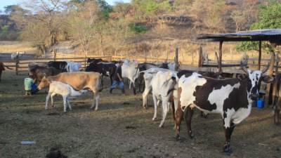 Choluteca, la zona sur de El Paraíso, la región central y sur de Francisco Morazán, Valle, La Paz y parte de los departamentos de Intibucá, Lempira y Copán serán las zonas afectadas.