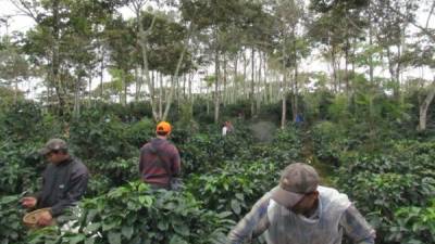 En la cosecha actual el precio del quintal de café alcanzó un promedio de 122,48 dólares. Foto de archivo de Diario LA PRENSA