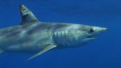 Fotografía cedida en donde se aprecia el tiburón mako o marrajo (Isurus oxyrinchus), igual a los dos que llevaron los nombres de los candidatos presidenciales de EE.UU., la demócrata Hillary Clinton y el republicano Donald Trump. EFE/Nova Southeastern University.