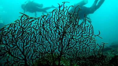 En ellos se pueden encontrar todo tipo de peces, tortugas y hasta tiburones. EFE