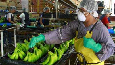 Empresa exportadora de banano de la zona norte.