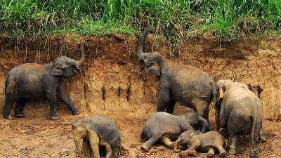 La experiencia mostró que los elefantes tenían un comportamiento mucho más a la defensiva, como reagruparse y husmear, al oír las voces de los hombres Masái que al oír las de los hombres Kamba. Foto tomada de clarin.com
