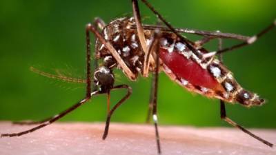 La nueva enfermedad es transmitida por el Aedes aegypti y provoca los mismos síntomas que el dengue.