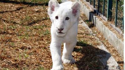 A diferencia del león albino, los leones blancos tienen ojos, labios y almohadillas de las patas de color normal.