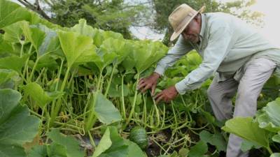 Acceso a créditos impulsará a pequeños sectores productivos del país.