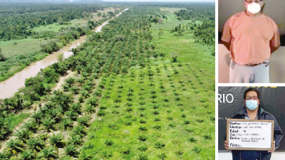 El Ministerio Público busca proteger al parque nacional, que está siendo afectado por la siembra de palma africana. Ayer hubo capturas en Siguatepeque y San Pedro Sula.