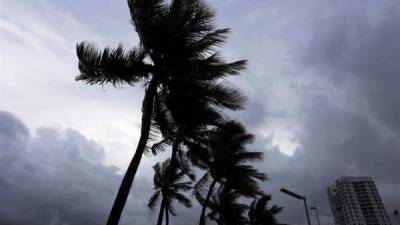 Palmeras ondean con fuerza debido al viento y la lluvia hoy en San Juan (Puerto Rico). EFE