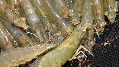 Menciona camarones cubiertos con coco, camarones empanizados, camarones 'scampi', pinchos de camarón, filetes frescos de tilapia, entre otros, los cuales se ofrecieron a la Unión Europea y Estados Unidos. EFE/Archivo