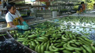 Proceso de selección de la fruta en una planta empacadora de banano en Honduras.