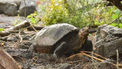 Las tortugas gigantes llegaron hace tres o cuatro millones de años a la región volcánica de Galápagos, pero se creían extintas desde hace 115 años. Foto: EFE / Parque Nacional Galápagos