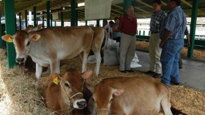 Hay más de 2,700 animales trazados y ese es un gran paso para exportar hacia el mercado europeo, indica la SAG.