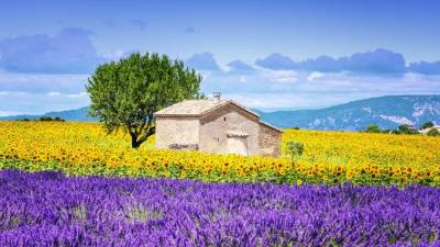 Inolvidables recorridos que llevan a caminar por campos de vides o lavanda.