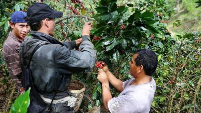 La falta de mano de obra en los cafetales a nivel nacional es uno de los factores que ha influido en la reducción de divisas y del volumen de exportación.