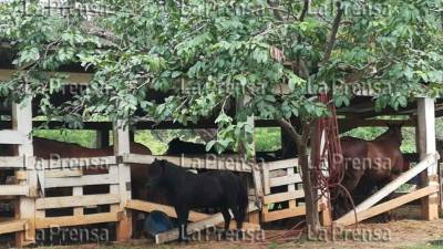 Caballeriza en la hacienda allanada este jueves en Naco, Cortés.