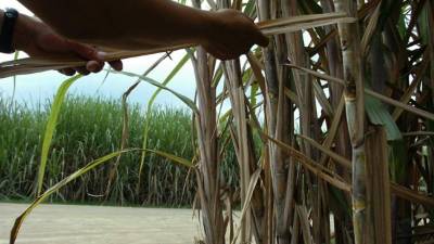 Los países centroamericanos tienen excedentes de azúcar, lo que motiva en parte el trasiego ilegal del endulzante entre ellos.