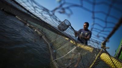 Un técnico de la Dirección General de Pesca y Acuicultura trabaja en una finca de tilapia en Lago de Yojoa.