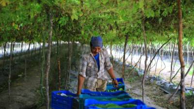 Un agricultor trabaja en la cosecha de vegetales orientales en Comayagua. Los productos tradicionales ganan espacio.