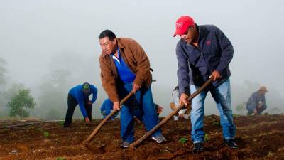 Lograron poner sus fresas en un supermercado.