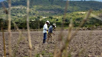 Las pérdidas en el campo por causa de la sequía se siguen acumulando.