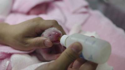 Las dos pandas pesaron 144 gramos y 113 gramos cada una. Foto tomada de www.pandas.fr