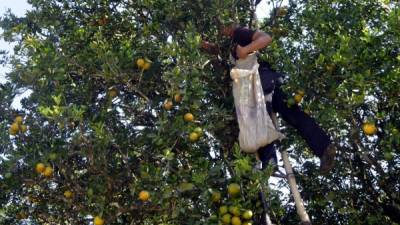 Piden declarar emergencia para salvar cítricos del HLB en Colón