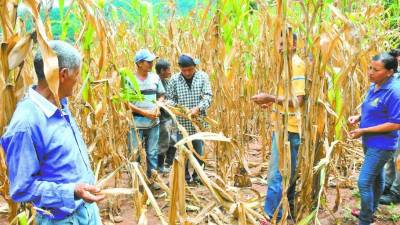 Productores de granos básicos muestran las pérdidas de cosechas.