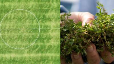 Surge polémica con césped del estadio Morazán de San Pedro Sula a pocos días de su reinauguración. ¿Está en mal estado la grama?