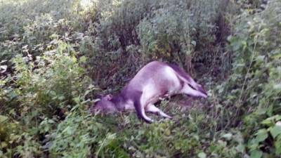 Los productores piden ayuda a las autoridades para controlar la situación.