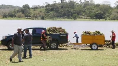 La maquinaria está trabajando para despegar y retirar la lechuga que tiene contaminada el agua. Foto: Amílcar Izaguirre