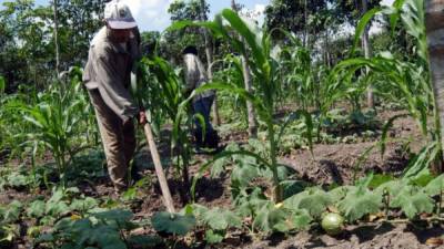 El proyecto Mesoamérica sin hambre busca potenciar las zonas de cultivo en Honduras y en toda la región.