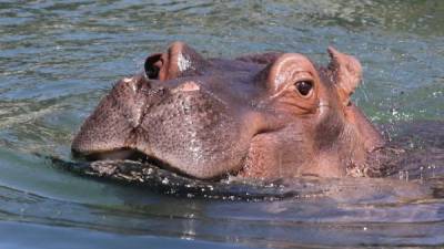 La hipopotámo Tami, murió a los 59 años en un Zoológico de Jerusalén. Foto.AFP