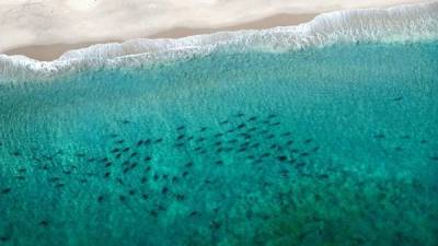 Así lucen las playas de la Florida durante la migración de tiburones.