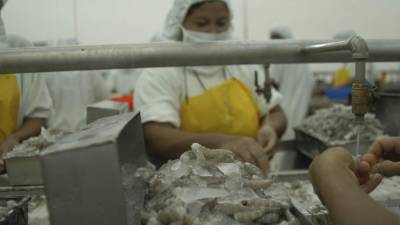 El camarón hondureño goza de buena demanda en Norteamérica, incluyendo Canadá.