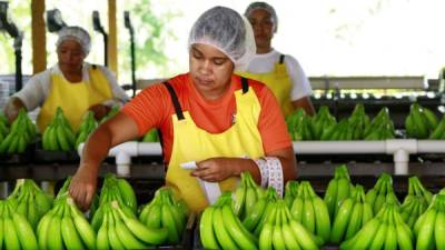 Mujeres trabajan en la planta de Casmul en San Manuel, Cortés.